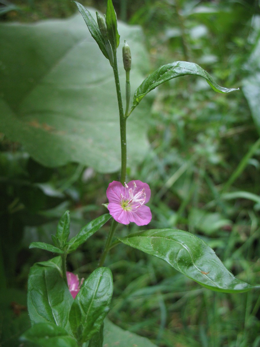 Oenothera rosea